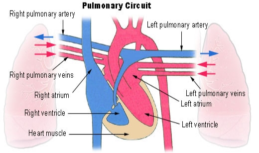 pulmonary circuit